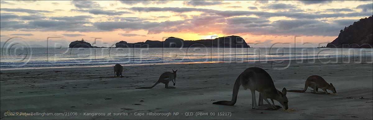 Peter Bellingham Photography Kangaroos at sunrise - Cape Hillsborough NP - QLD (PBH4 00 15217)